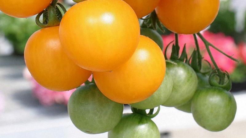 Die besten Sorten gelber Tomaten für das Gewächshaus: Die besten Vertreter kennenlernen und den richtigen Typ auswählen