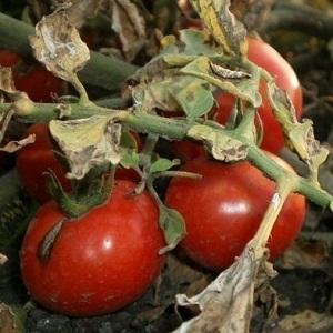 Wie sieht die Makrosporiose von Tomaten aus und warum haben die Sommerbewohner solche Angst davor: Wir lernen den Feind näher kennen und gewinnen