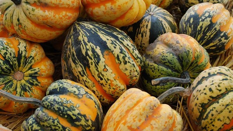 Merkmale des Anbaus von gymnospermem Kürbis und welche Samen Sie beachten sollten