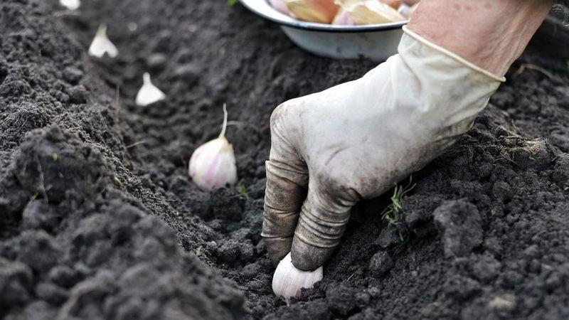 Wir übernehmen die Weisheit erfahrener Gärtner - pflanzen dann vor dem Winter Knoblauch und welche Vorgänger können schaden