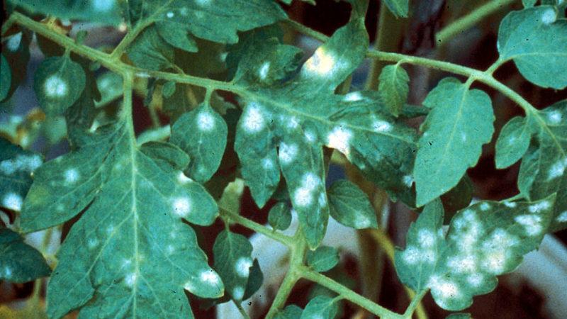 Warum auf Tomatenblättern helle Flecken erscheinen: Ermitteln Sie die Ursache und retten Sie unsere Ernte