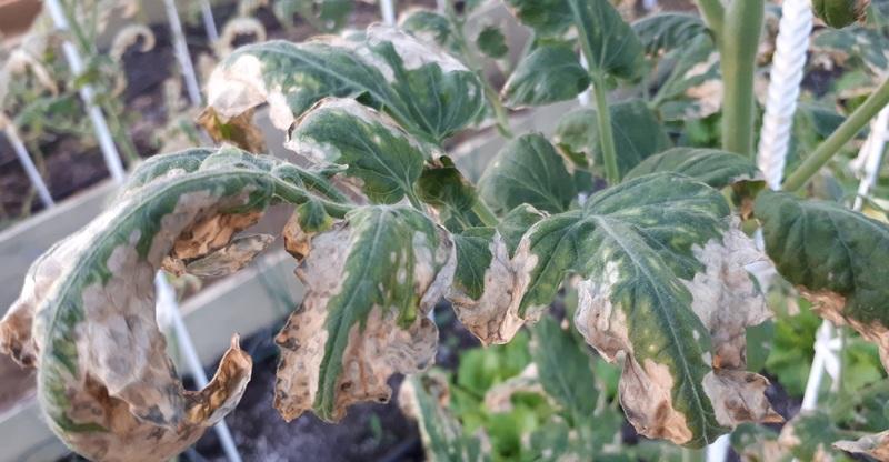 Warum auf Tomatenblättern helle Flecken erscheinen: Ermitteln Sie die Ursache und retten Sie unsere Ernte