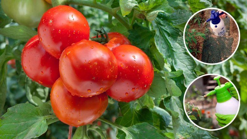 Detaillierte Beschreibung der Tomaten Linda F1 - Merkmale von Früchten und Samen