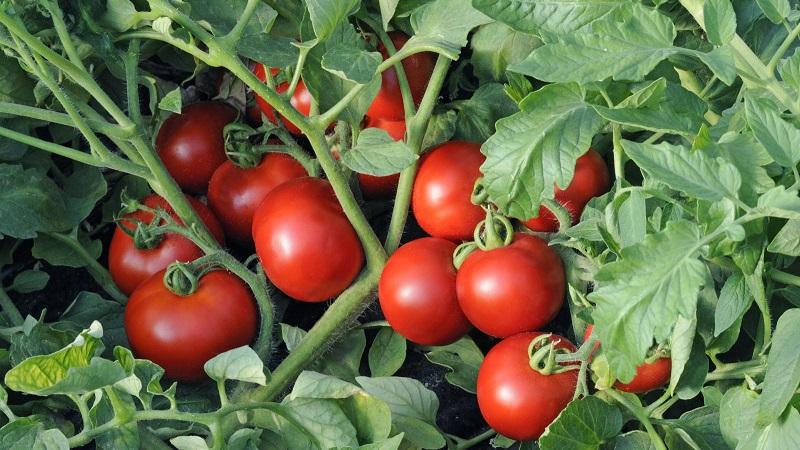 Eine beliebte Sorte, die von vielen Gärtnern geliebt wird: Samara-Tomaten und ihre Vorteile gegenüber anderen Tomatensorten