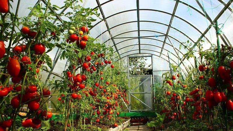 Vor- und Nachteile der Tsunami-Tomate, Eigenschaften von Früchten und Feinheiten des Anbaus