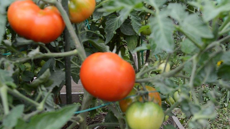 Pflegeleicht, unprätentiös, aber sehr produktiv und lecker Staroselsky-Tomate: Wir bauen sie selbst an