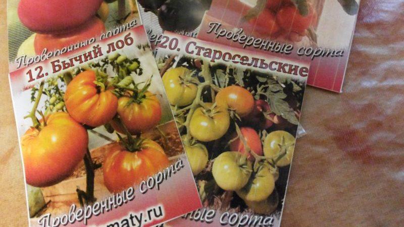 Pflegeleicht, unprätentiös, aber sehr produktiv und lecker Staroselsky-Tomate: Wir bauen sie selbst an