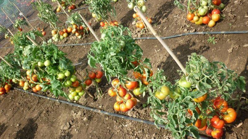 Pflegeleicht, unprätentiös, aber sehr produktiv und lecker Staroselsky-Tomate: Wir bauen sie selbst an