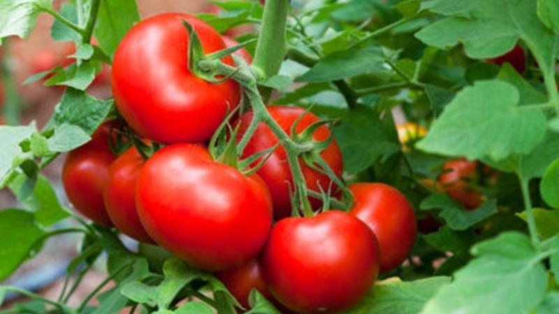 Die von vielen Sommerbewohnern bewährte und beliebte Tomate Dubrava: Was ist gut und warum lohnt es sich zu wachsen?