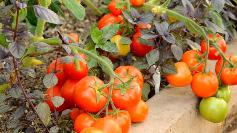 Frühe Tomatensorten für Gewächshäuser: Bewertung der Besten und Empfehlungen für die Auswahl