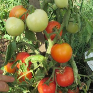 Frühe Tomatensorten für Gewächshäuser: Bewertung der Besten und Empfehlungen für die Auswahl