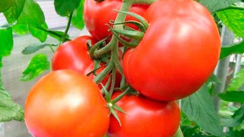 Frühe Tomatensorten für Gewächshäuser: Bewertung der Besten und Empfehlungen für die Auswahl