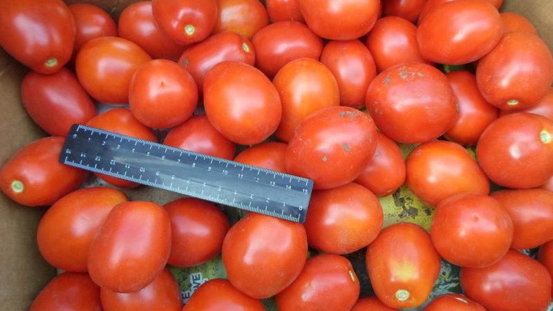 Frühe Tomatensorten für Gewächshäuser: Bewertung der Besten und Empfehlungen für die Auswahl