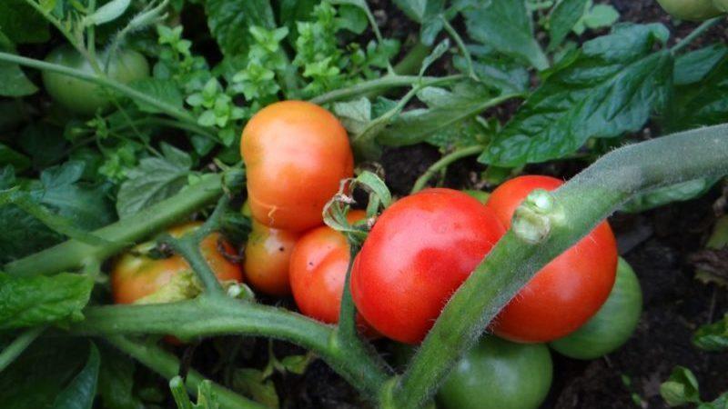 Frühe Tomatensorten für Gewächshäuser: Bewertung der Besten und Empfehlungen für die Auswahl