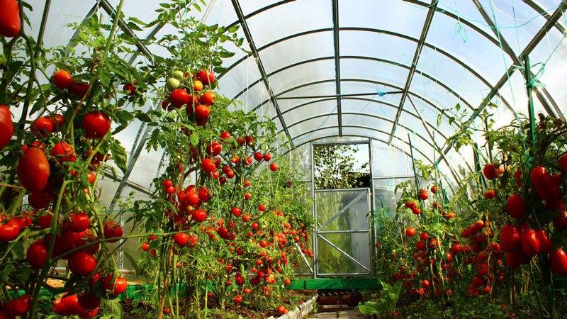 Frühe Tomatensorten für Gewächshäuser: Bewertung der Besten und Empfehlungen für die Auswahl