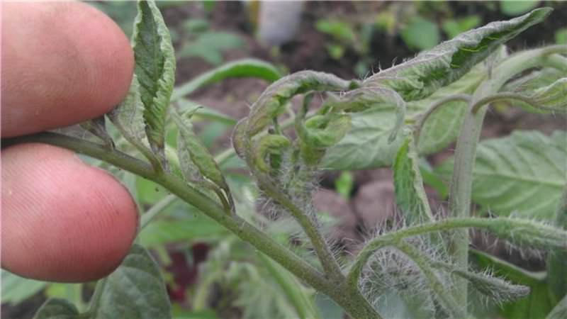 Lohnt es sich, eine Tomatenprinzessin anzubauen: die Meinungen der Sommerbewohner und die Geheimnisse einer reichen Ernte duftender Tomaten?