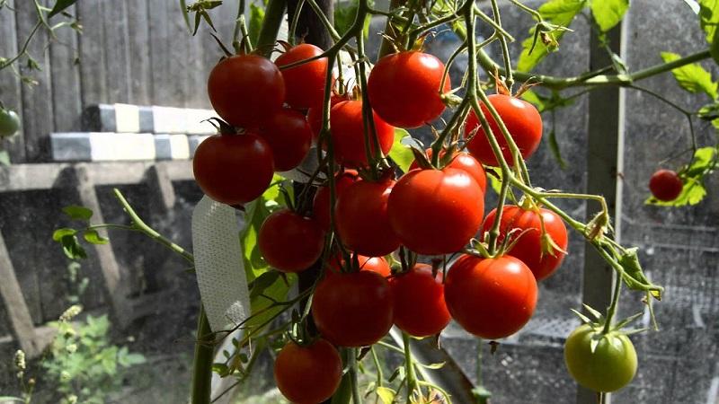 Miniaturbüsche mit Tomatenkrümeln - Gartendekoration: Tomatenkaramell und Tipps zum Anbau