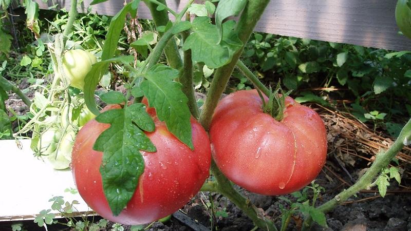 Tomate, die perfekt aussieht und schmeckt. Frühe Liebe: Richtig wachsen und Ertragsrekorde aufstellen