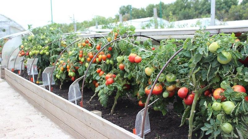 Rote Bugai-Tomaten - eine große Hybride, die eine reiche Ernte liefert