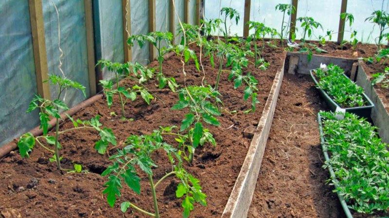 Rote Bugai-Tomaten - eine große Hybride, die eine reiche Ernte liefert