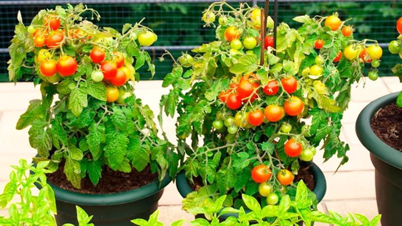 Das ganze Jahr über am Fenster ernten: Wir bauen zu Hause Tomaten an. Balkonwunder