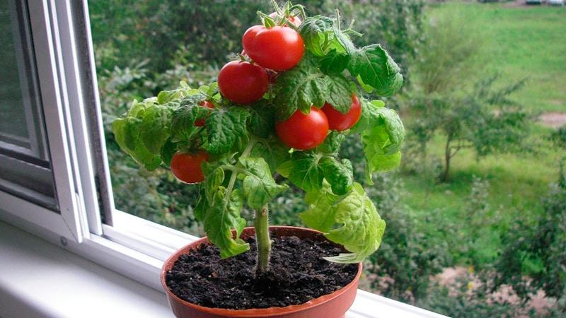 Das ganze Jahr über am Fenster ernten: Wir bauen zu Hause Tomaten an. Balkonwunder