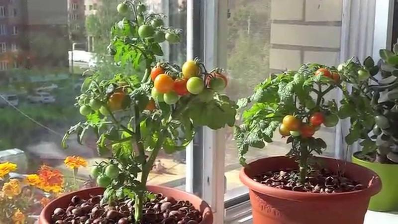 Das ganze Jahr über am Fenster ernten: Wir bauen zu Hause Tomaten an. Balkonwunder