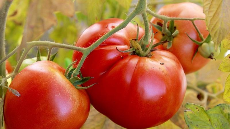 Eine helle frühe Tomate mit großen Früchten - Tomate ist der König des Marktes und die Geheimnisse ihres Anbaus von erfahrenen Gärtnern