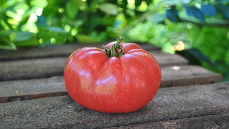 Eine helle frühe Tomate mit großen Früchten - Tomate ist der König des Marktes und die Geheimnisse ihres Anbaus von erfahrenen Gärtnern