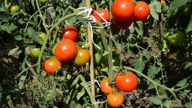 Warum ist jeder so gern ein Tomaten-Sommerbewohner?