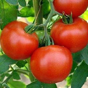 Warum ist jeder so gern ein Tomaten-Sommerbewohner?