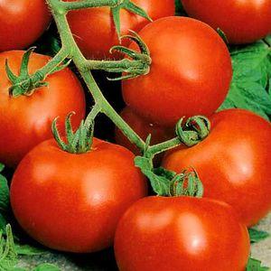 Warum ist jeder so gern ein Tomaten-Sommerbewohner?