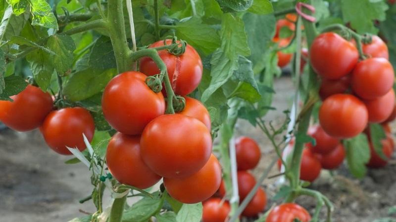 Warum ist jeder so gern ein Tomaten-Sommerbewohner?