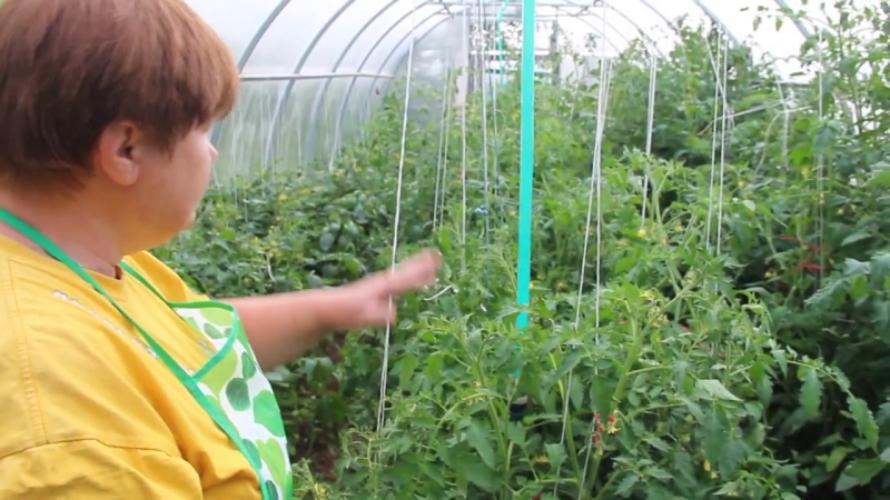 Stabile und unprätentiöse Pflege, hartnäckige Tomate Zhenaros - ein Geschenk niederländischer Züchter