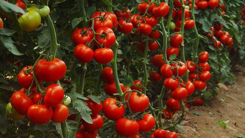 Stabile und unprätentiöse Pflege, hartnäckige Tomate Zhenaros - ein Geschenk niederländischer Züchter