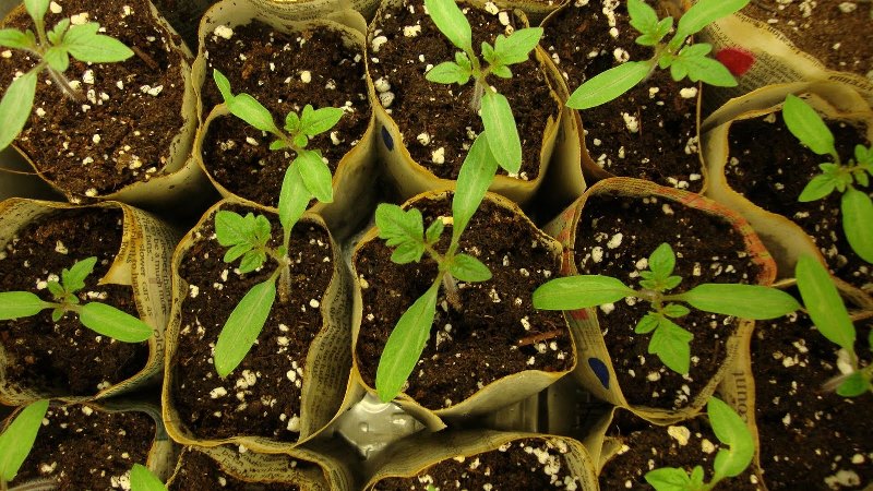 Ultra-frühe Tomaten-Weiß-Füllung: Wir züchten Sämlinge aus Samen, verpflanzen sie in ein Gewächshaus oder eine Erde und genießen die Ernte