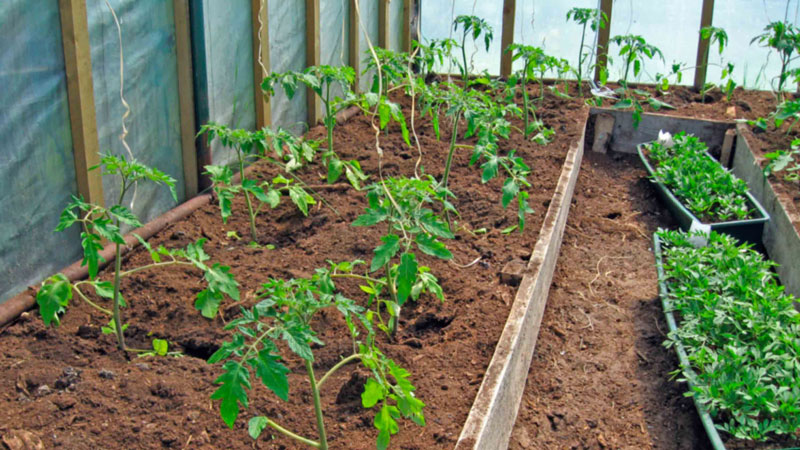 Ultra-frühe Tomaten-Weiß-Füllung: Wir züchten Sämlinge aus Samen, verpflanzen sie in ein Gewächshaus oder eine Erde und genießen die Ernte