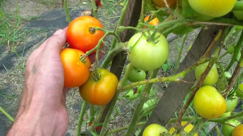 Tomate ultra-timpurie Umplere albă: cultivăm răsaduri din semințe, le transplantăm într-o seră sau în sol și ne bucurăm de recoltă