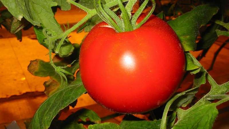 Tomate ultra-timpurie umplutură albă: cultivăm răsaduri din semințe, le transplantăm într-o seră sau în sol și ne bucurăm de recoltă