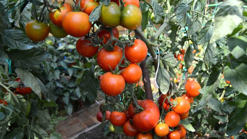 Ultra-frühe Tomaten-Weiß-Füllung: Wir züchten Sämlinge aus Samen, verpflanzen sie in ein Gewächshaus oder eine Erde und genießen die Ernte