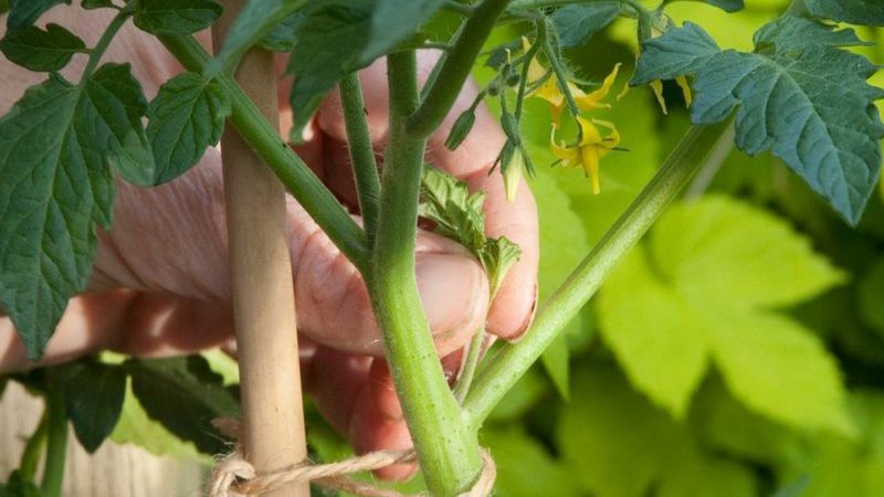 Köstliche und aromatische Tomaten, die wie riesige Beeren aussehen - erstaunliche deutsche rote Erdbeere aus Tomaten