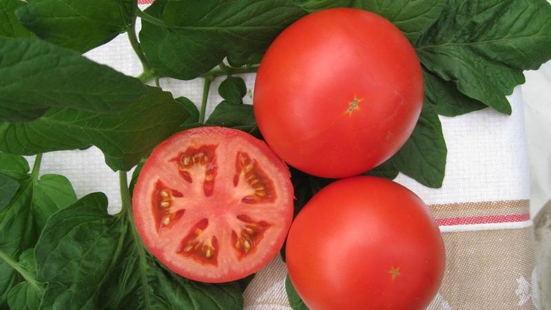 Einzigartige frühreifende Tomate Anyuta, die die Möglichkeit bietet, eine doppelte Ernte zu erzielen