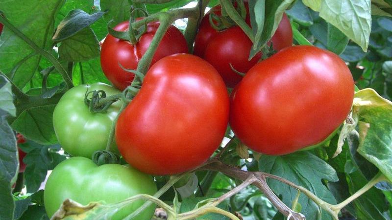 Einzigartige frühreifende Tomate Anyuta, die die Möglichkeit bietet, eine doppelte Ernte zu erzielen