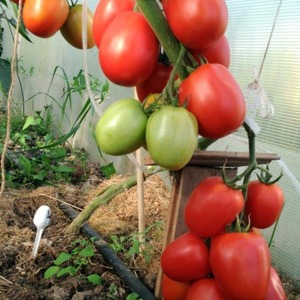 Köstliche, süße und saftige Tomaten Podsinskoe Wunder - ein Geschenk von Amateurzüchtern aus Minusinsk