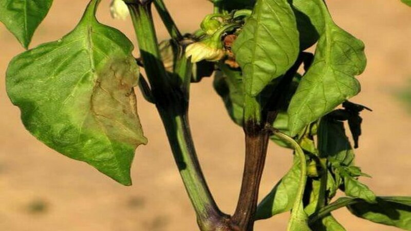 Maßnahmen zur Bekämpfung der Fusarium-Welke von Pfeffer und zur Verhinderung des Auftretens der Krankheit