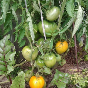 Nachhaltige Tomaten mit hohen Erträgen für Gewächshaus und Boden - Golden Domes Tomate