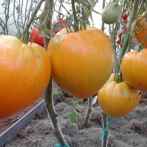 Nachhaltige Tomaten mit hohen Erträgen für Gewächshaus und Boden - Golden Domes Tomate