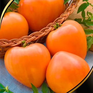 Nachhaltige Tomaten mit hohen Erträgen für Gewächshaus und Boden - Golden Domes Tomate