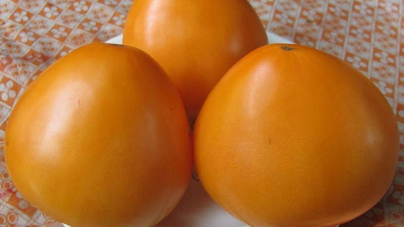 Nachhaltige Tomaten mit hohen Erträgen für Gewächshaus und Boden - Golden Domes Tomate