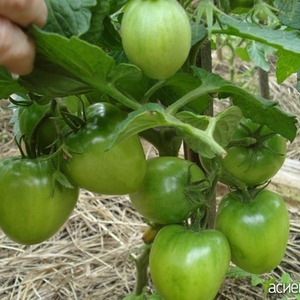 Eine früh reife Hybridsorte sibirischer Züchter - die Ob domes-Tomate und Bewertungen von Sommerbewohnern über diese Tomaten